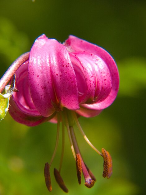 Foto lilium martagon