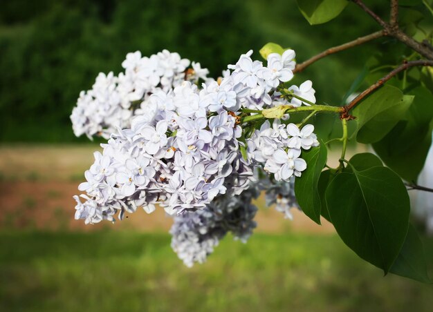 Photo lillac purple fragrant flowers in the summer park