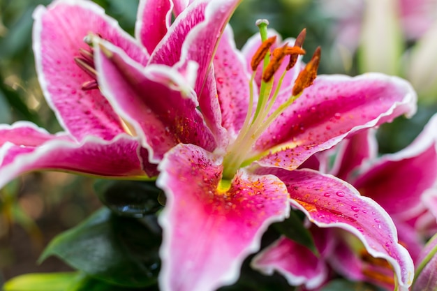 Lilly Flower in de tuin.