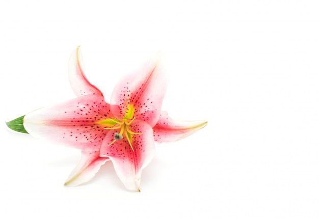  lilly flower on white background