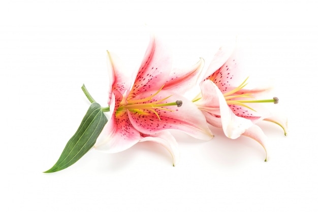  lilly flower on white background