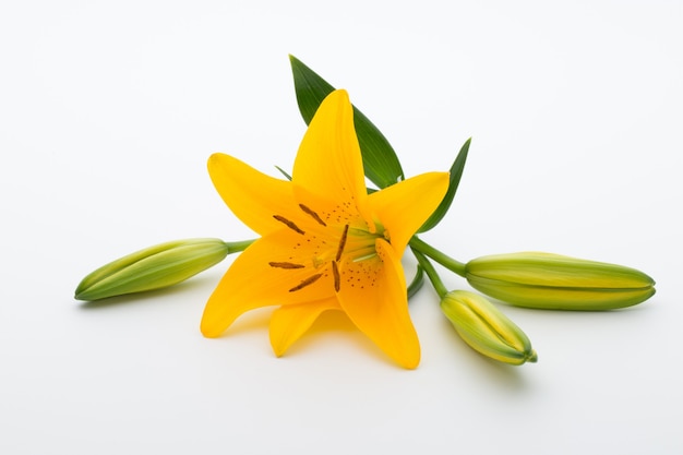 Lilly flower with buds on a white background.