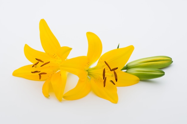 Lilly flower with buds on a white background.