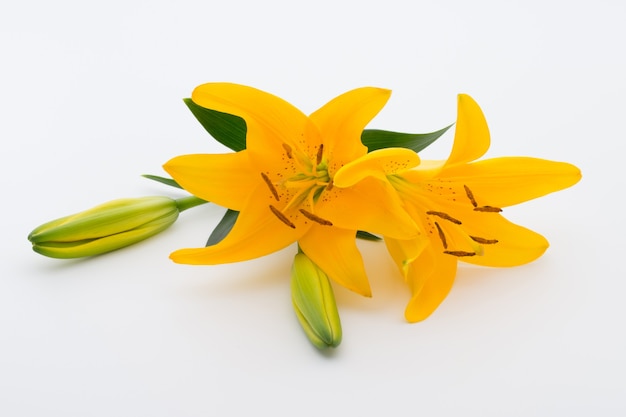 Lilly flower with buds on a white