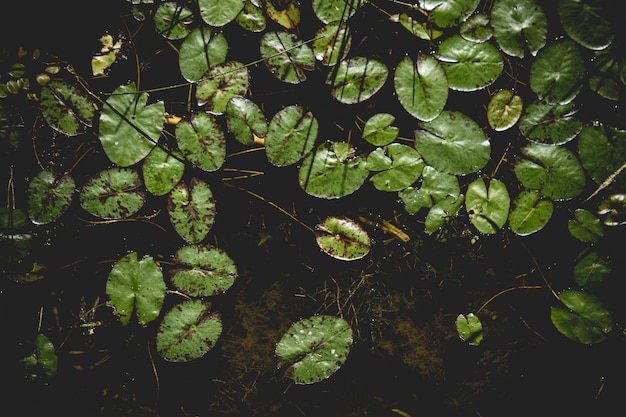 Lilly-stootkussens op waterachtergrond