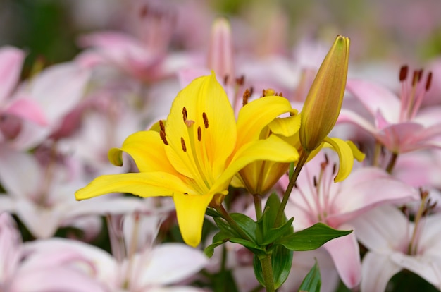 Lilly yellow