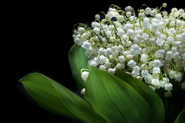 Lily boeket op een zwarte achtergrond close-up Wilde bloemen