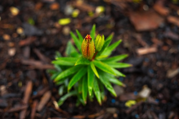 Lily bud in the garden