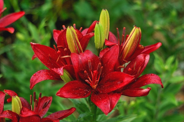 Lily Corleone beautiful botanical shot, natural wallpaper