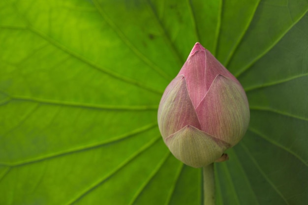 ユリの花の球根