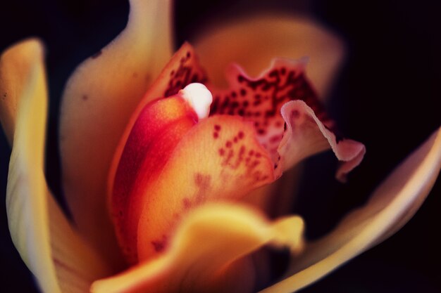 Foto primo piano del fiore di giglio a schermo intero