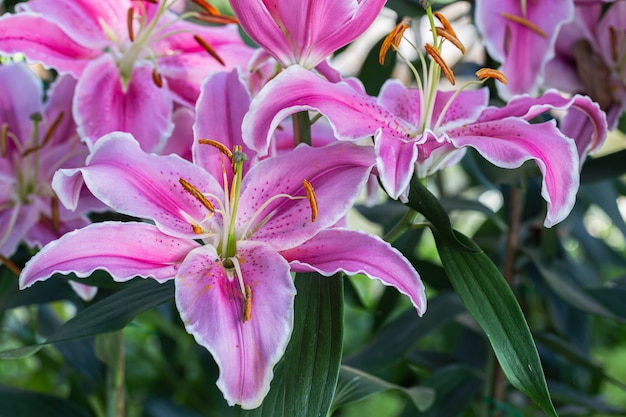 Lily flower in garden at sunny day