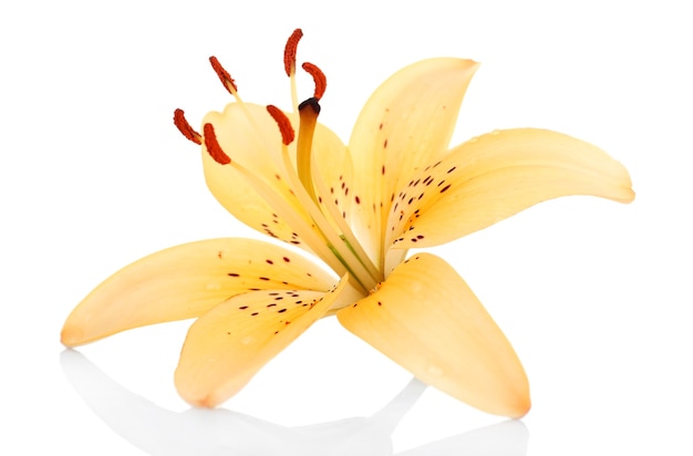 Lily flower isolated on white