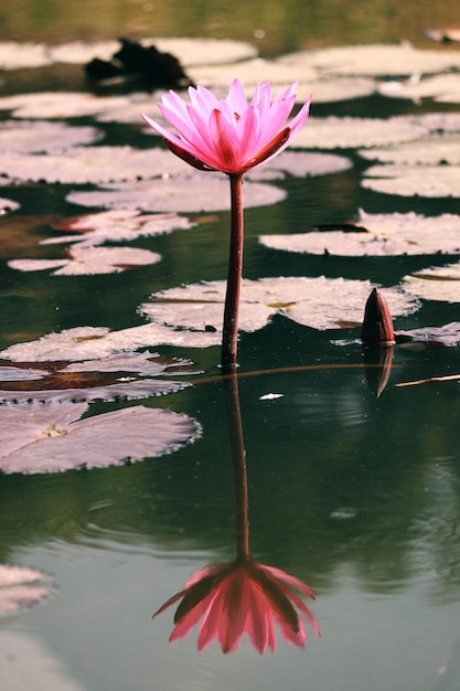 lily flower and Lily water pond