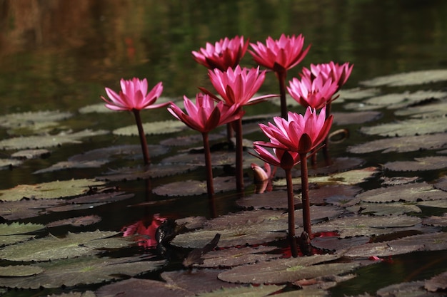 Lily flower lotus flower pond water