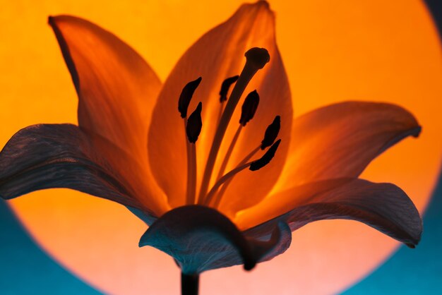 Foto fiore di giglio sotto la luce al neon