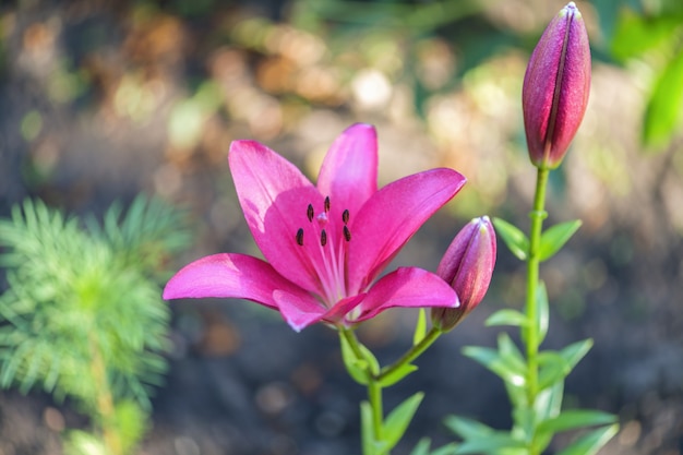 ゆり。庭に開いたピンクのユリの花。夏です。