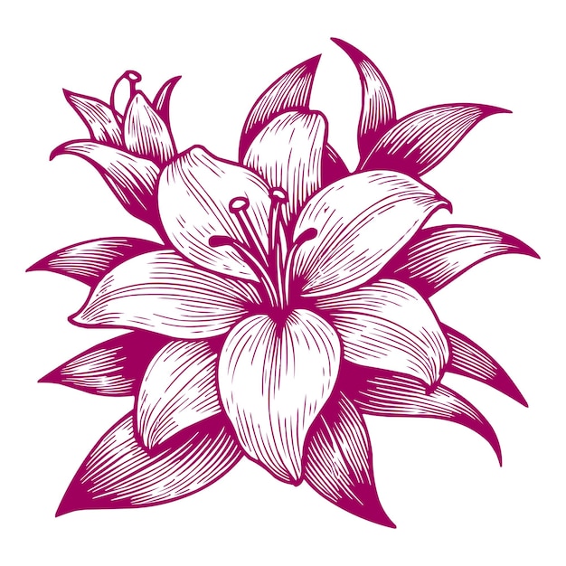 Lily flower outline