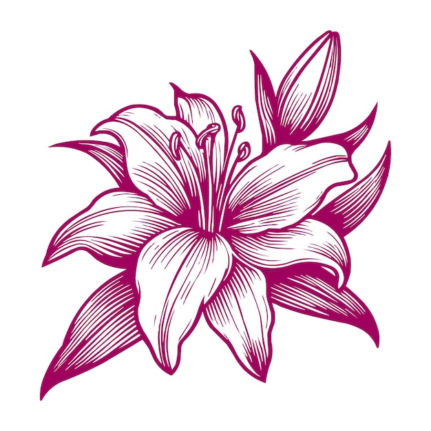 Lily flower outline