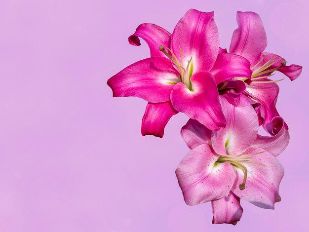 Lily flower on a pink background. greeting card for celebration. empty space for text