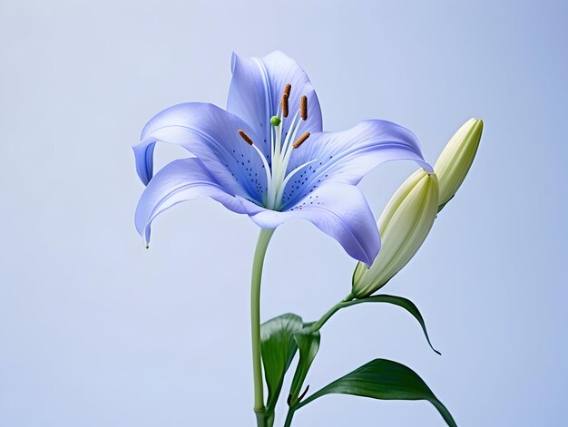 Lily flower in studio background single lily flower Beautiful flower images