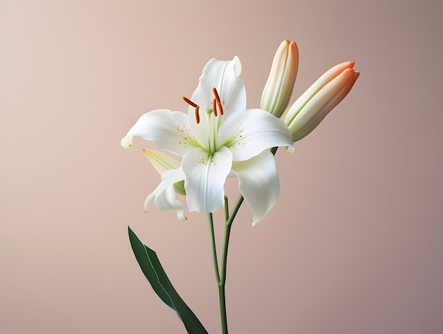 Lily flower in studio background single lily flower Beautiful flower images