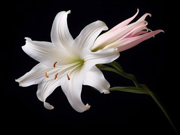 Lily flower in studio background single lily flower Beautiful flower images