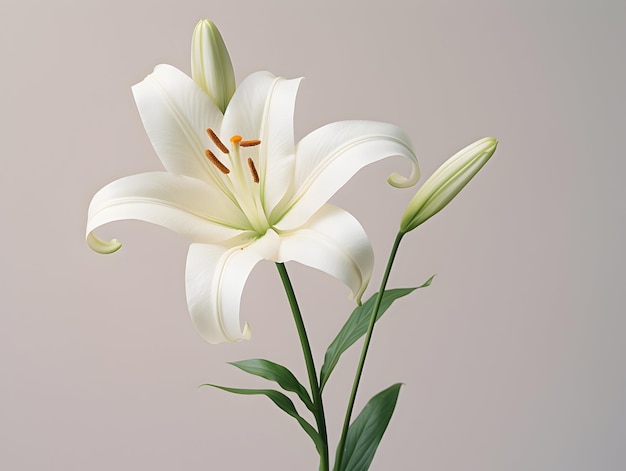 Photo lily flower in studio background single lily flower beautiful flower images