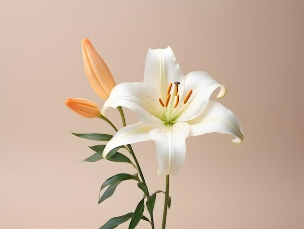 Lily flower in studio background single lily flower Beautiful flower images