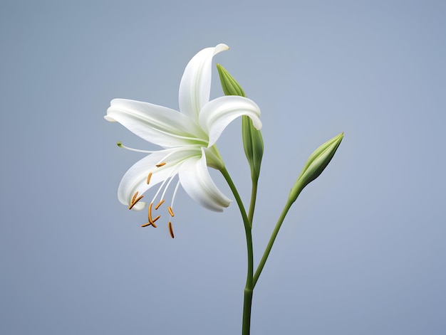 Lily flower in studio background single lily flower Beautiful flower images