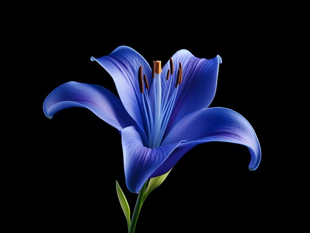Lily flower in studio background single lily flower Beautiful flower images