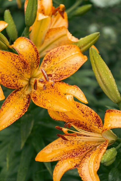 雨滴とユリの花 デスクトップの壁紙 雨滴ユリ 花びらに雨滴がついたユリの花のクローズアップ 自然の美しさ 夏の花 母の日カード 女性の日