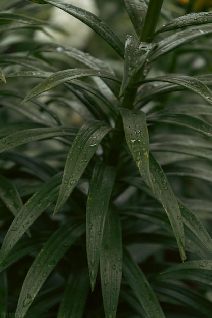 雨滴とユリの花 デスクトップの壁紙 雨滴ユリ 花びらに雨滴がついたユリの花のクローズアップ 自然の美しさ 夏の花 母の日カード 女性の日