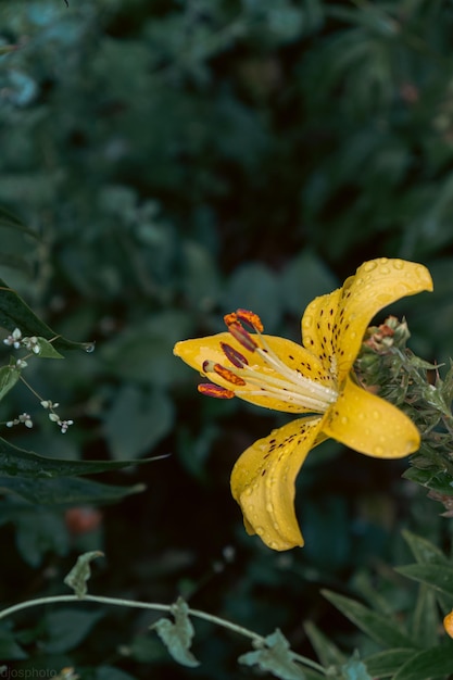 雨滴とユリの花 デスクトップの壁紙 雨滴ユリ 花びらに雨滴がついたユリの花のクローズアップ 自然の美しさ 夏の花 母の日カード 女性の日