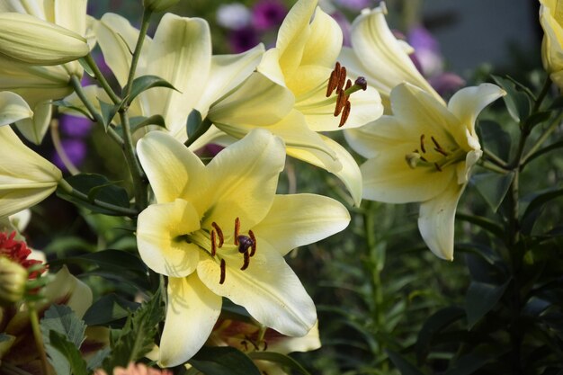 Lily flowers in the garden closeup