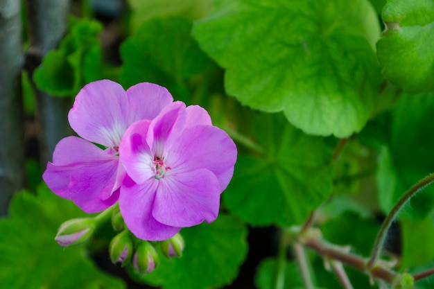 葉を背景に通りにゼラニウムペラルゴニウムのユリの花。コピースペース