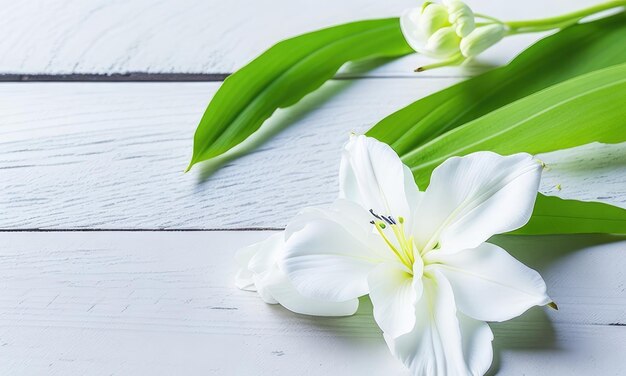 Lily flowers on white wooden background