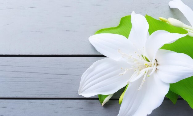 Lily flowers on white wooden background