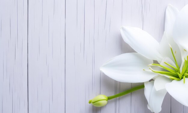 Lily flowers on white wooden background