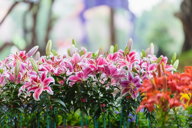 Photo lily flowers