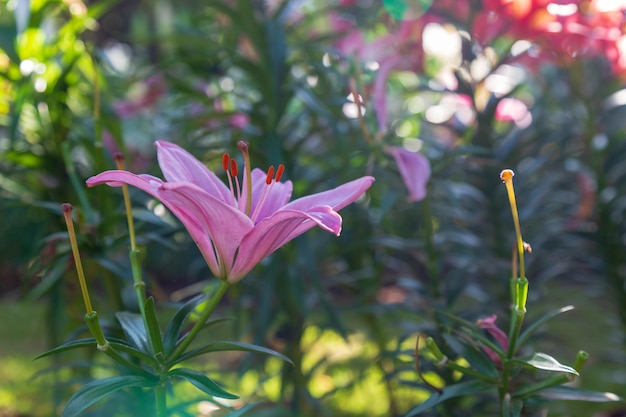 Lily in the garden