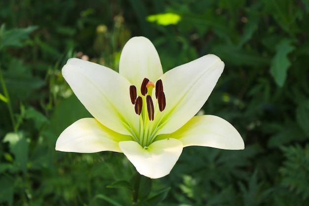 Lily in giardino