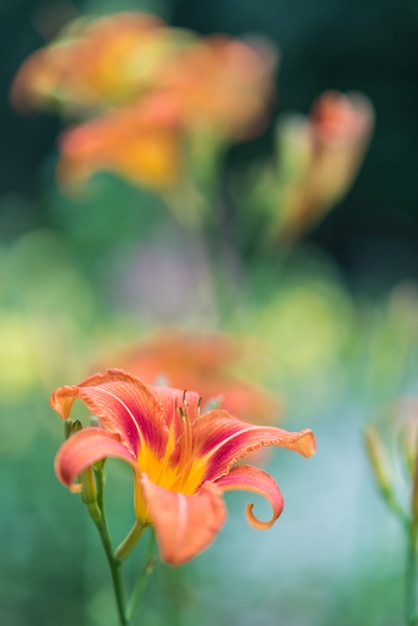 Lily in de tuin