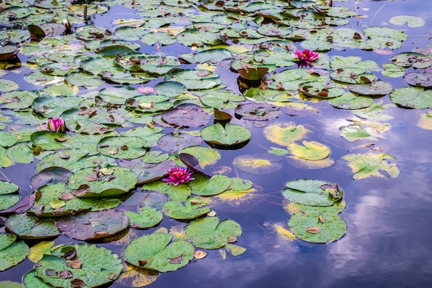 Lily in vijver. Rivierkust met plant. Roze waterlelie in meer.