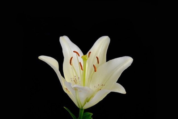 Lily is white black background flowers close up pistil and stamens