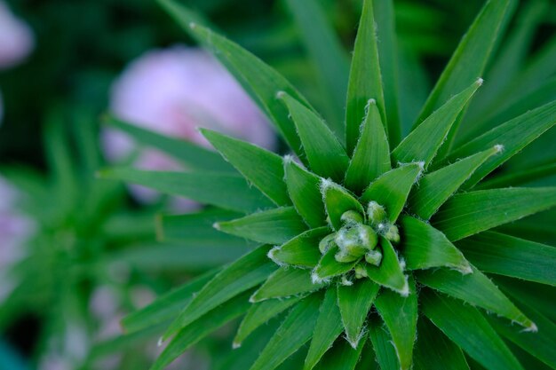 Lily lililum leaves top view macro closeup small depth field Nature plant texture beautiful fresh