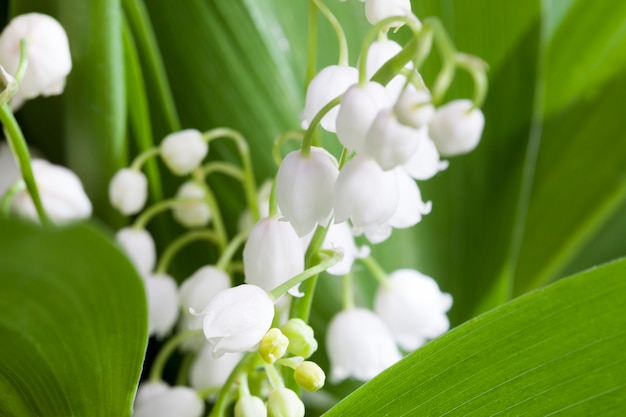 Lily of the valley bloemen