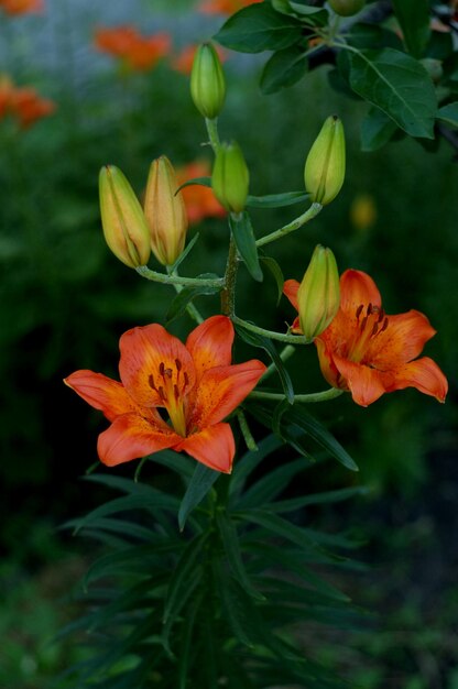 ユリ オレンジ色のユリの美しい植物のショット、自然の壁紙