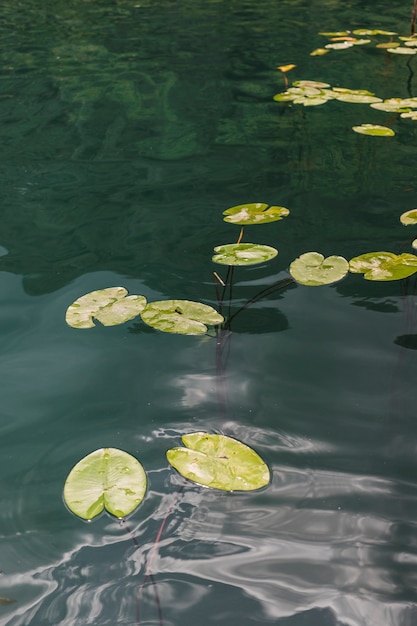 写真 池の上に浮かぶリリーパッド