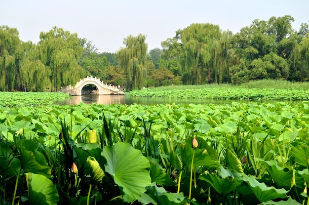 Lily pads op het water
